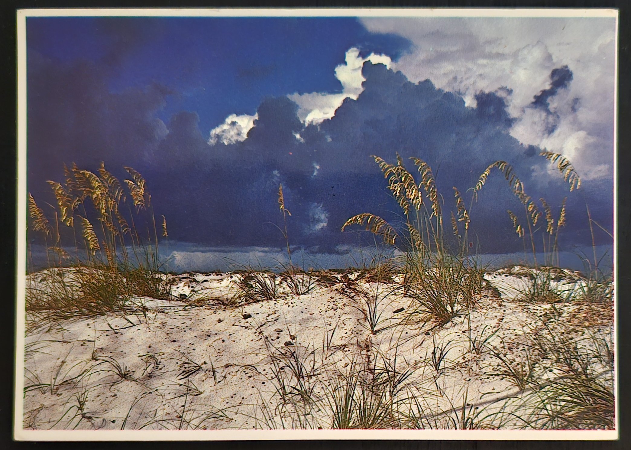 (image for) postcard USA - FL - Florida #0076